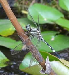 DSC03951a